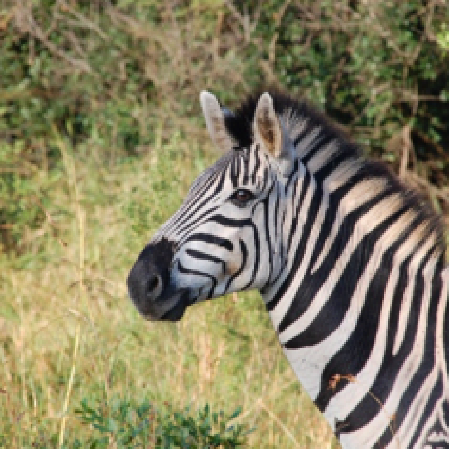 zebra